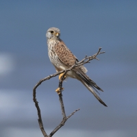 Pustułka zwyczajna - Common Kestrel