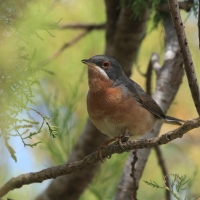 Pokrzewka iberyjska - Western Subalpine Warbler