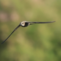 Jerzyk blady - Pallid Swift