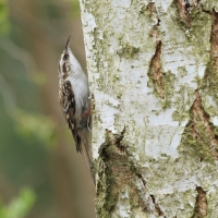 Pełzacz leśny - Eurasian Treecreeper