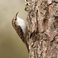 Pełzacz leśny - Eurasian Treecreeper
