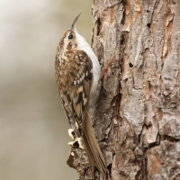 Pełzacz leśny - Eurasian Treecreeper