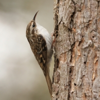 Pełzacz leśny - Eurasian Treecreeper