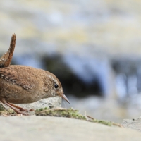Strzyżyk - Eurasian Wren