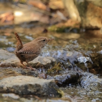 Strzyżyk - Eurasian Wren