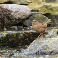 Strzyżyk - Eurasian Wren