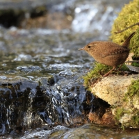 Strzyżyk - Eurasian Wren