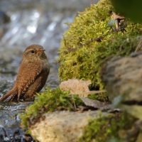 Strzyżyk - Eurasian Wren