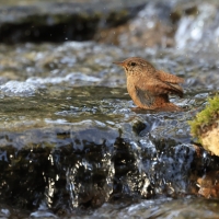 Strzyżyk - Eurasian Wren