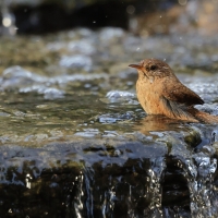 Strzyżyk - Eurasian Wren