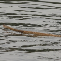 Kobra indyjska - Indian cobra