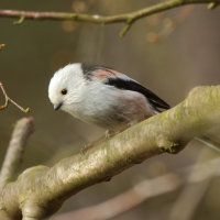 Raniuszek - Long-tailed Tit