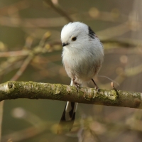 Raniuszek - Long-tailed Tit