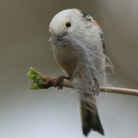 Raniuszek - Long-tailed Tit