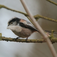 Raniuszek - Long-tailed Tit