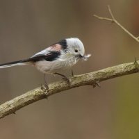 Raniuszek - Long-tailed Tit