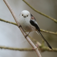 Raniuszek - Long-tailed Tit