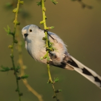 Raniuszek - Long-tailed Tit