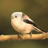 Raniuszek - Long-tailed Tit