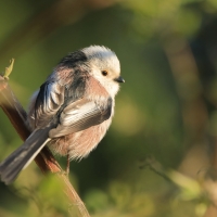 Raniuszek - Long-tailed Tit