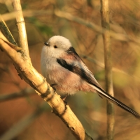 Raniuszek - Long-tailed Tit