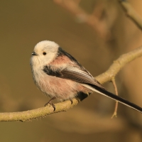 Raniuszek - Long-tailed Tit