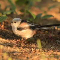 Raniuszek - Long-tailed Tit