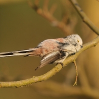 Raniuszek - Long-tailed Tit