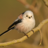 Raniuszek - Long-tailed Tit