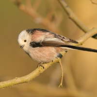 Raniuszek - Long-tailed Tit