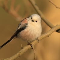 Raniuszek - Long-tailed Tit