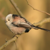 Raniuszek - Long-tailed Tit