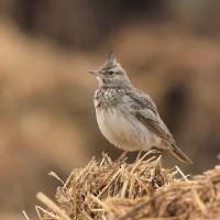 Dzierlatka - Crested Lark