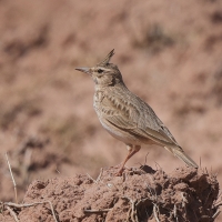 Dzierlatka - Crested Lark