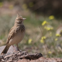 Dzierlatka - Crested Lark