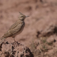 Dzierlatka - Crested Lark