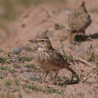 Dzierlatka - Crested Lark