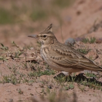 Dzierlatka - Crested Lark