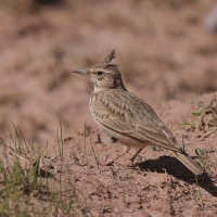 Dzierlatka - Crested Lark