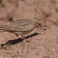 Dzierlatka - Crested Lark