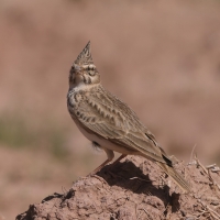 Dzierlatka - Crested Lark
