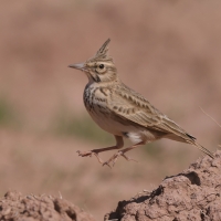 Dzierlatka - Crested Lark