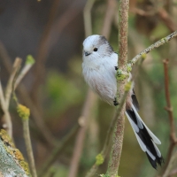 Raniuszek - Long-tailed Tit