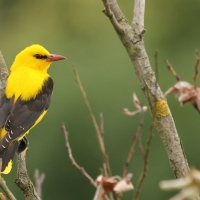 Wilga zwyczajna - Eurasian Golden-Oriole