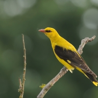 Wilga zwyczajna - Eurasian Golden-Oriole