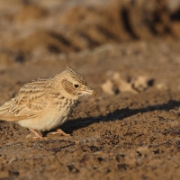 Dzierlatka - Crested Lark