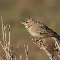 Dzierlatka - Crested Lark