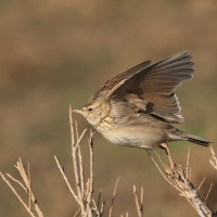 Dzierlatka - Crested Lark