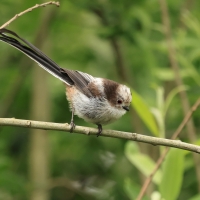 Raniuszek - Long-tailed Tit