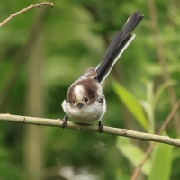 Raniuszek - Long-tailed Tit